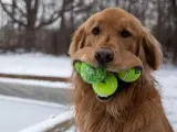 El perro Finny mostrando sus habilidades.