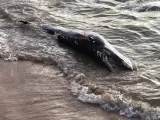 Ballena varada en la playa Cruz del Mar de Chipiona