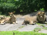 Leones en el zoo del Bronx, en Nueva York, en una imagen de archivo.