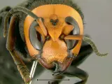 Imagen de archivo de una avispa asiática gigante .