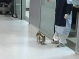 Imagen de la gatita con su cría en un hospital.