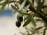 Agricultura.- La estimación de la cosecha de aceite de oliva en España desciende un 25%, con 1,36 millones de toneladas