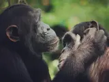 Dos chimpancés acicalándose.