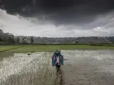 Un trabajador se protege de la lluvia, con una especie de concha hecho de cañas de bambú, en un arrozal de Nepal.