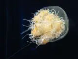 Medusa nomura.