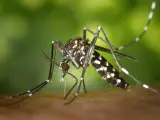 Mosquito tigre (Aedes albopictus).