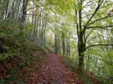 Este bosque, repartido entre la comunidad navarra y el sur de Francia, es una imponente masa verde en la que destacan las hayas y los abetos. El momento más espectacular es en otoño cuando se tiñe de marrón proporcionando un espectáculo increíble.