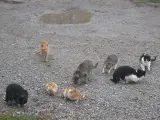 Imagen de un grupo de gatos callejeros.