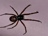 Imagen de la araña 'falsa viuda negra' encontrada en Irlanda