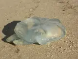 Nunca debemos tocar una medusa muerta, pues 24 horas después de su muerte puede seguir picando.