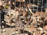 El SEPRONA encuentra a 41 perros en un estado de salud p&eacute;simo
