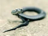 Imagen de una serpiente.