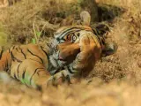 También en la India, y también por Jagdeep Rajput. Parece que este tigre juega con nosotros al escondite.