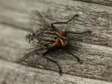 Imagen de archivo de una mosca.