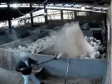 Trabajador en el matadero de Toledo lanzando arena a los corderos