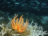 Una estrella naranja sobre un arrecife de coral (Lophelia pertusa).