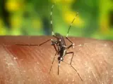 Imagen del mosquito 'Anopheles quadrimaculatus'.