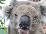 Empleados de un refugio de animales en la isla Raymonds, en Australia, grabaron el divertido momento en que un koala de avanzada edad reacciona enfadado cuando siente peligrar la privacidad de su cercado.