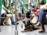 Perro en el Metro de Madrid.