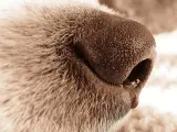 Imagen en detalle de la nariz de un perro.