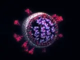 Es la imagen del SARS-CoV 2, m&aacute;s detallada, hasta la fecha. Una empresa austr&iacute;aca de dise&ntilde;o ha creado esta animaci&oacute;n basada en viriones reales del coronavirus. El viri&oacute;n es la part&iacute;cula de virus completa, fuera del organismo al que puede contagiar, y tiene una capa de prote&iacute;na externa llamada c&aacute;pside y un n&uacute;cleo interno de &aacute;cido nucleico. Basado en datos cient&iacute;ficos y con resoluci&oacute;n at&oacute;mica este modelo, el m&aacute;s preciso hasta la fecha, puede ayudar a los investigadores tanto a comprender c&oacute;mo funciona el virus y como a encontrar formas de combatirlo.