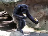 Primat del Zoo de Barcelona