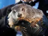 La celebérrima marmota Phil 'predice' que la primavera llegará antes a EE UU