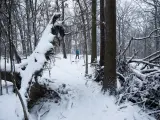 Un hombre pasa junto a un árbol caído por el peso de la nieve, en un parque de Washington (EE UU).