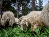 Un rebaño de ovejas pastando.