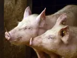 Cerdos en un granja