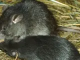 Dos ratas negras