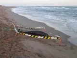 Uno de los delfines aparecidos muertos.