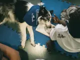 Un perro de terapia se deja acariciar durante una sesión organizada por la Cátedra Animales y Sociedad y Perruneando