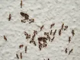 Imagen de un grupo de hormigas.