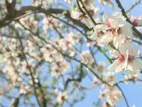 Florecen los almendros en el parque la Quinta de los Molinos