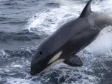 Imagen de archivo de una orca.