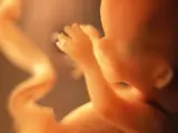 La placenta es un 'vertedero' de defectos genéticos que ayuda al feto a evitarlos o corregirlos
