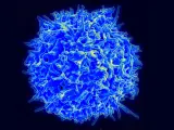 Una célula T en una imagen de archivo.