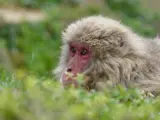 Un macaco japonés.