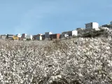 El Valle del Jerte se cubre de blanco un año más con los cerezos en flor