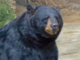 Imagen de un oso negro americano.