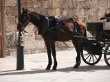 Un caballo de una calesa atado a una farola en Palma.