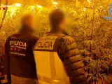 Un agente de la Polic&iacute;a Nacional y otro de Mossos d'Esquadra, delante de una plantaci&oacute;n de marihuana.