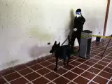 Un perro entrenado bajo el método Arcón, es llevado a realizar un ejercicio de demostración de detección de la covid-19.