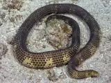 Una serpiente marina de nariz corta, Aipysurus apraefrontalis, que se pensaba extinta.