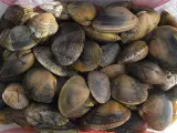 Prohibida temporalmente la extracción de moluscos bivalvos en Santoña, Santander, Mogro por la 'marea roja'