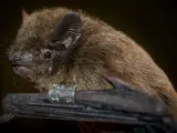 Un murciélago Nathusius capturado durante los experimentos.