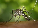La presencia del mosquito tigre, capaz de transmitir enfermedades como el zika o el dengue, es cada vez mayor en nuestro país.