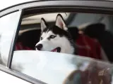 Un perro viajando en coche.