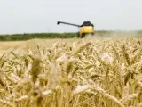 COAG estima una cosecha de 6,4 millones de toneladas de cereal en CyL, un 33% menos que en 2020